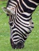 Zebra i
